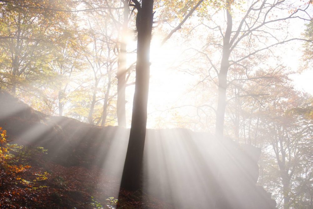 fog in the forest in autumn