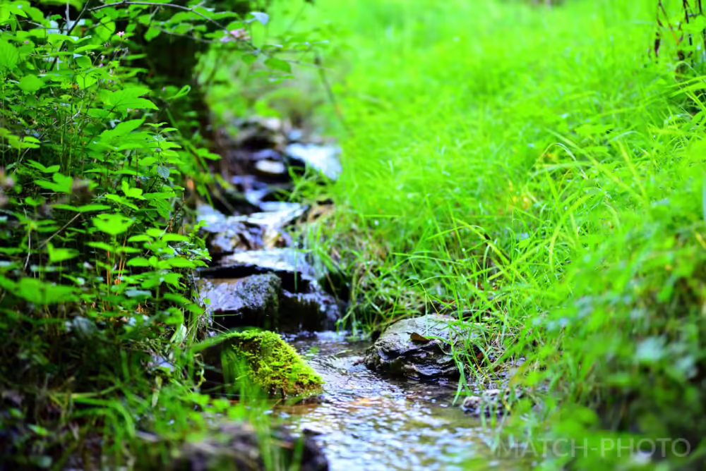 Von frischem grün umgebener Bach in der Natur.