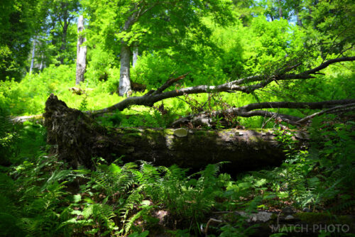 urwald baumstamm farn moos