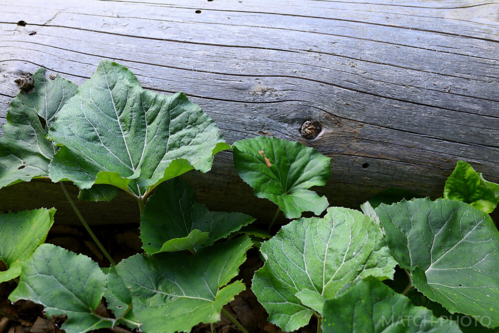 weathered leaves next to a fallen tree log