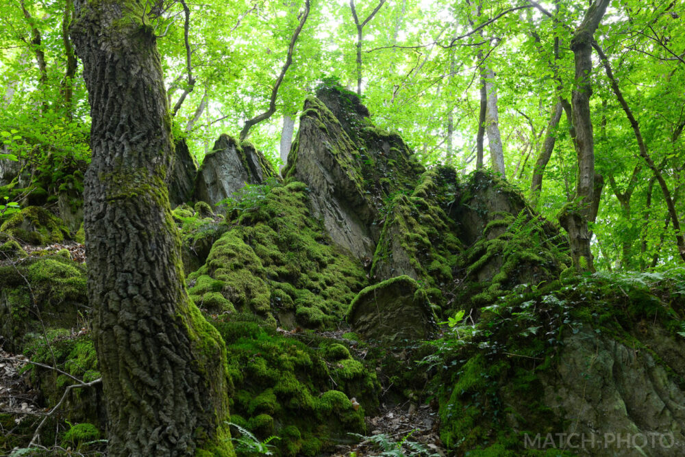 überwachsene felsen im wald