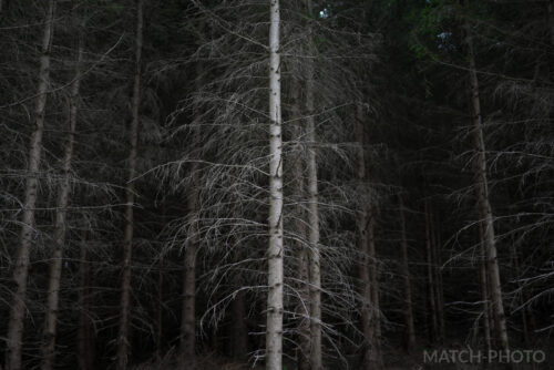 Düstere Stimmung im Nadelwald